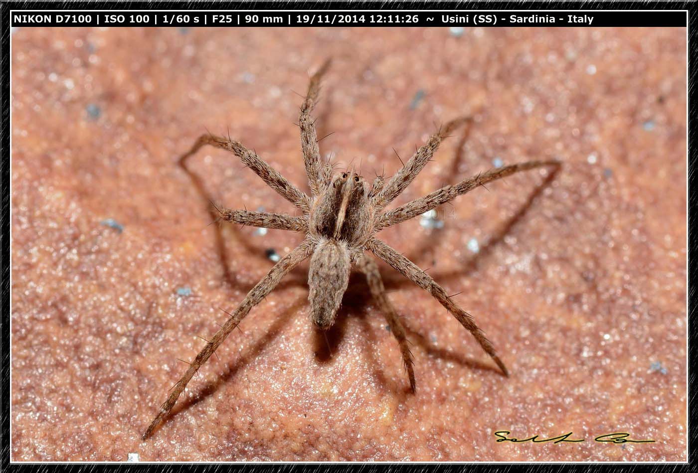 Pisaura sp. - Usini (SS)